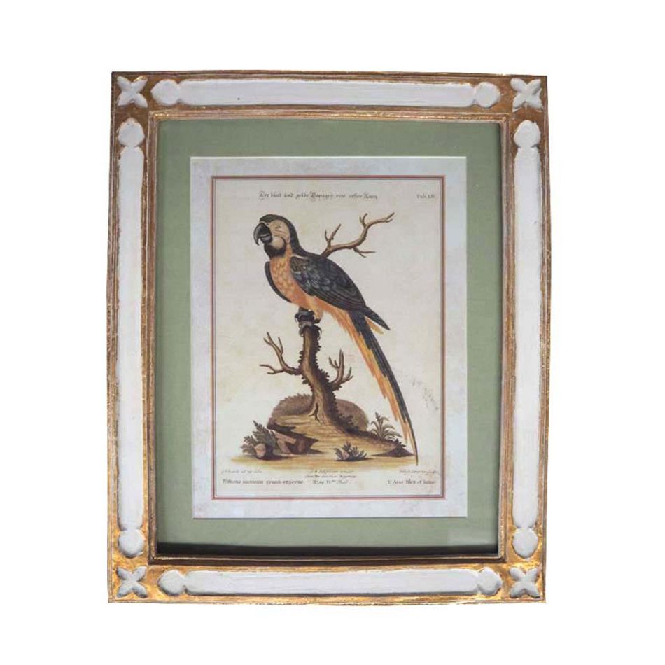 Framed Blue and Yellow Parrot Print