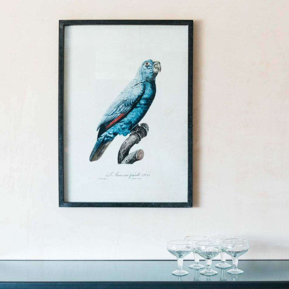 Framed Right Facing Blue Parrot Print