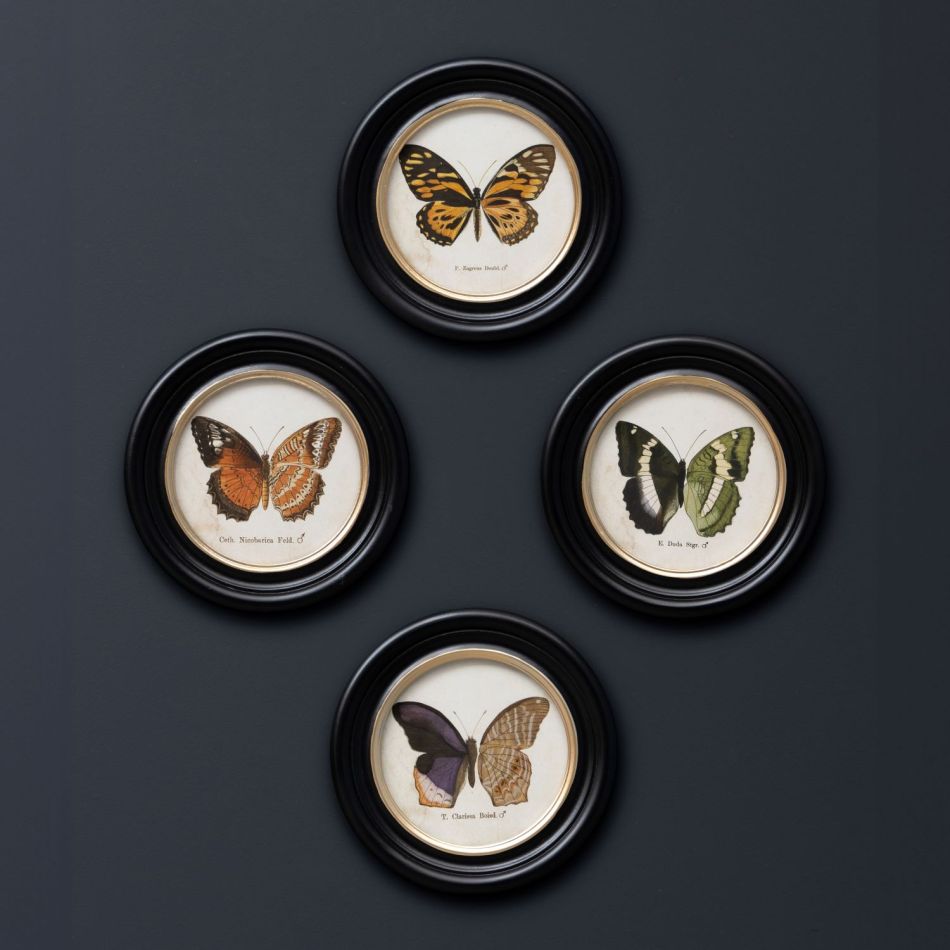 Set of Four Butterfly Prints