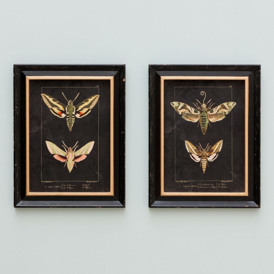 Set of Two Butterfly Prints