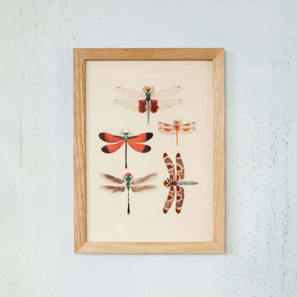 Framed Rectangular Dragonflies Print