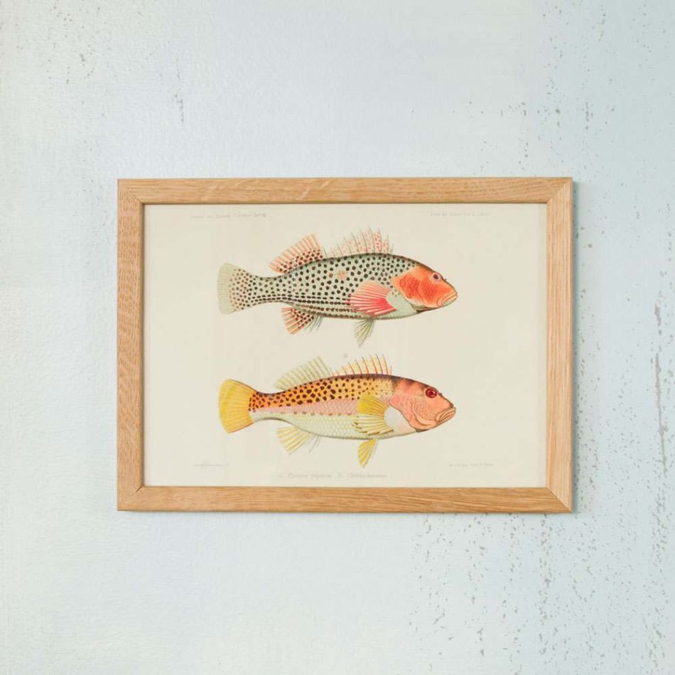 Framed Rectangular Spotty Fish Print