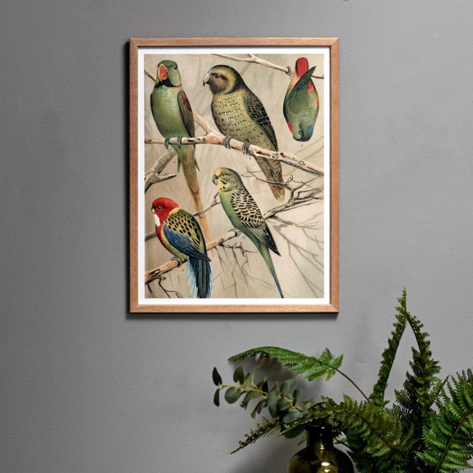 Framed Small Parrots Print