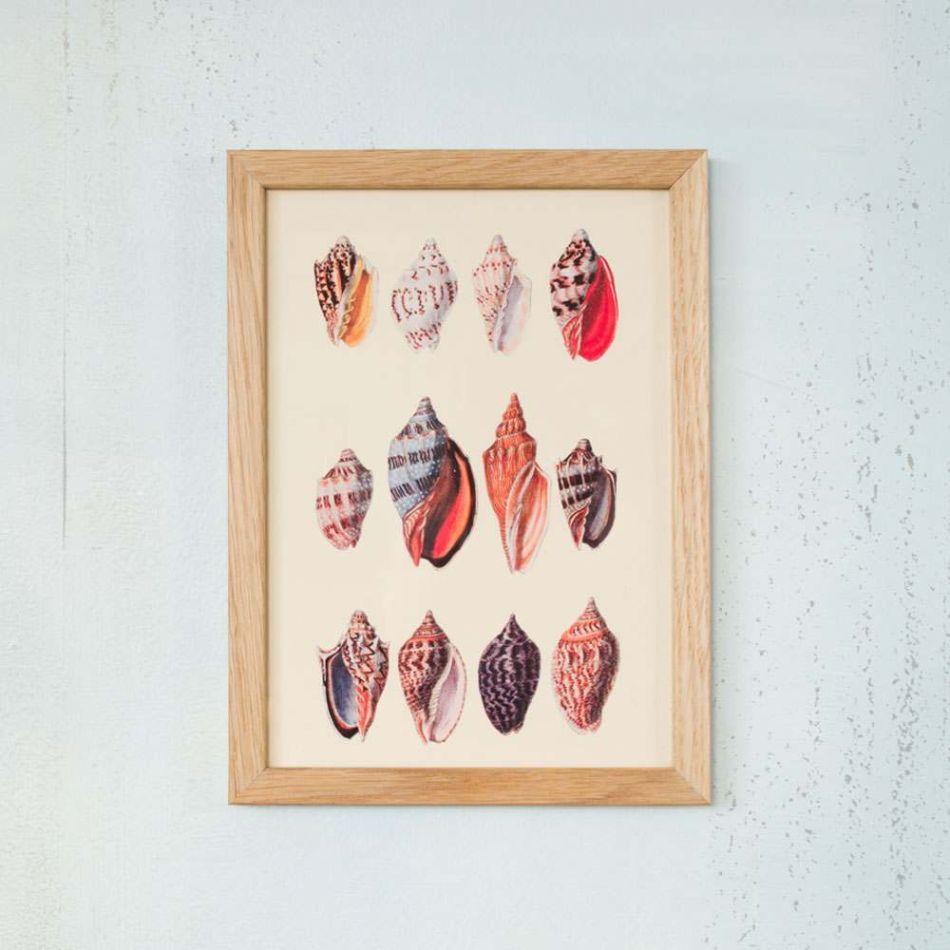 Framed Rectangular Tulip Seashells Print 