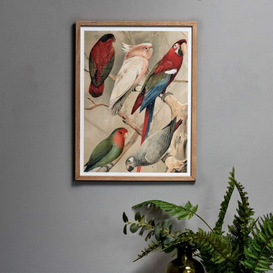 Framed Large Parrots Print