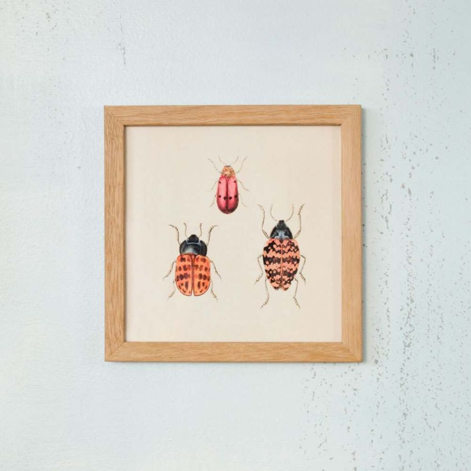 Framed Square Three Beetles Print 