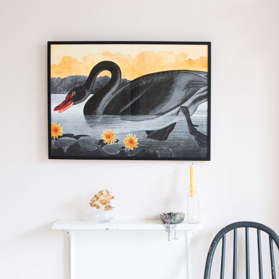 Medium Framed Black Swan Print