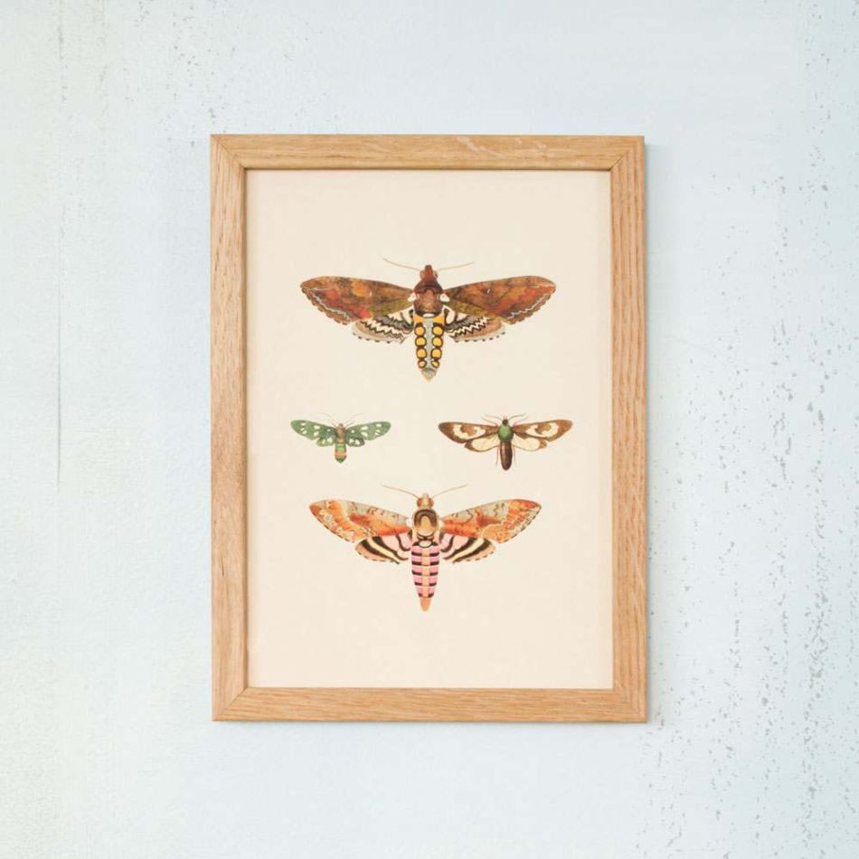 Framed Rectangular Moths Print