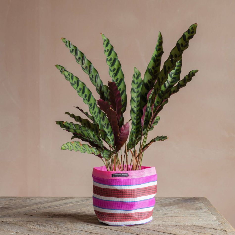 Pink Woven Plant Pot Cover Medium