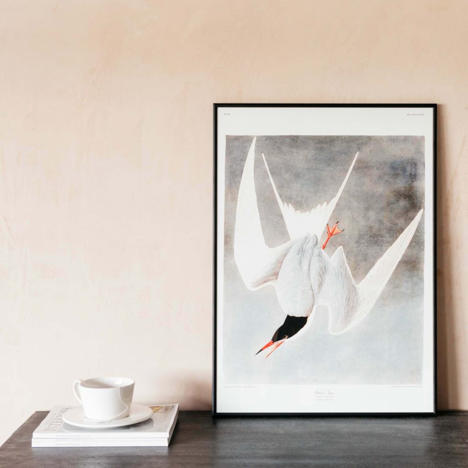 Framed Great Tern Prints