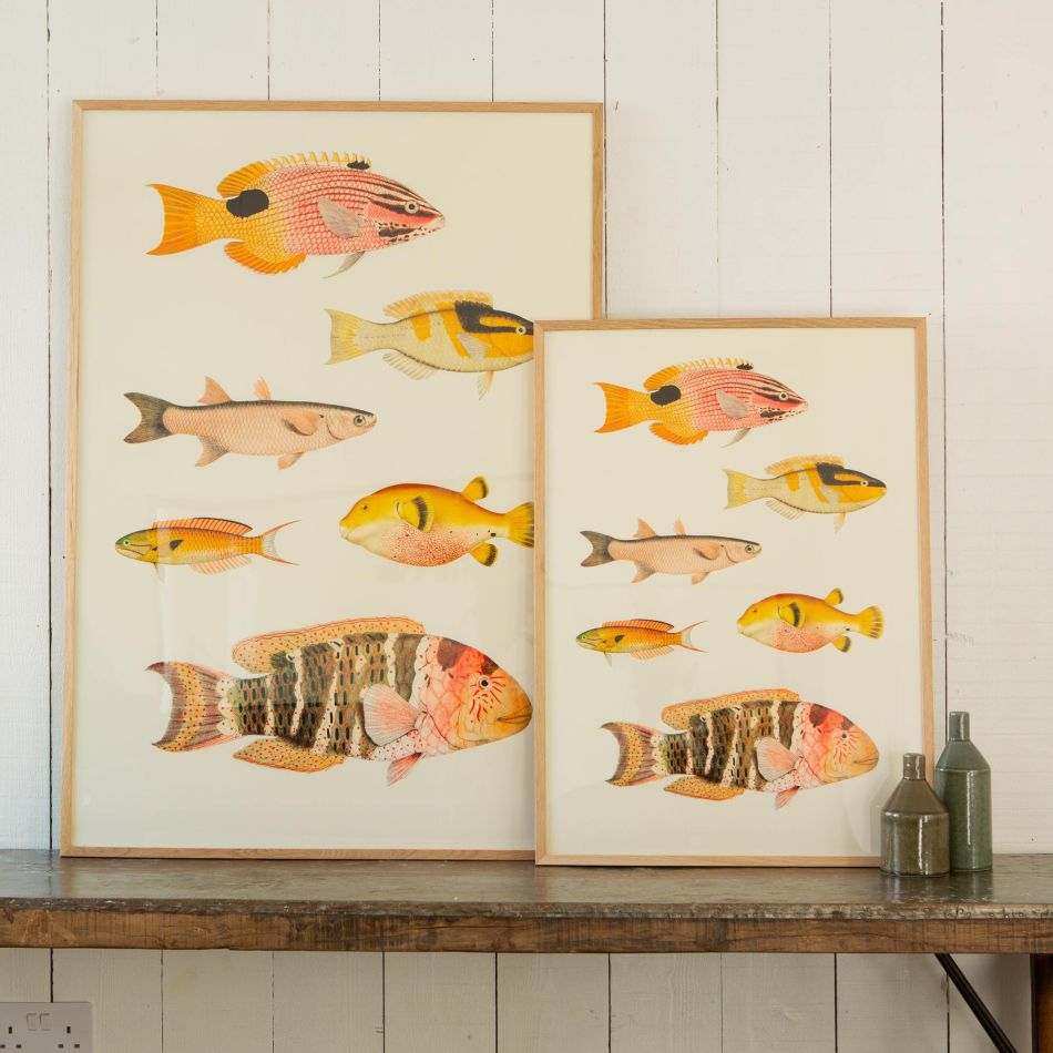 Framed Six Fish Prints