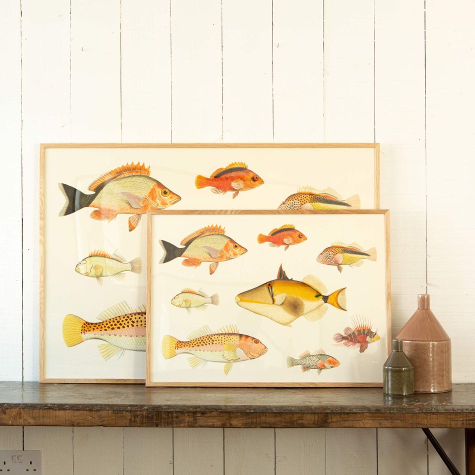 Framed Eight Fish Prints