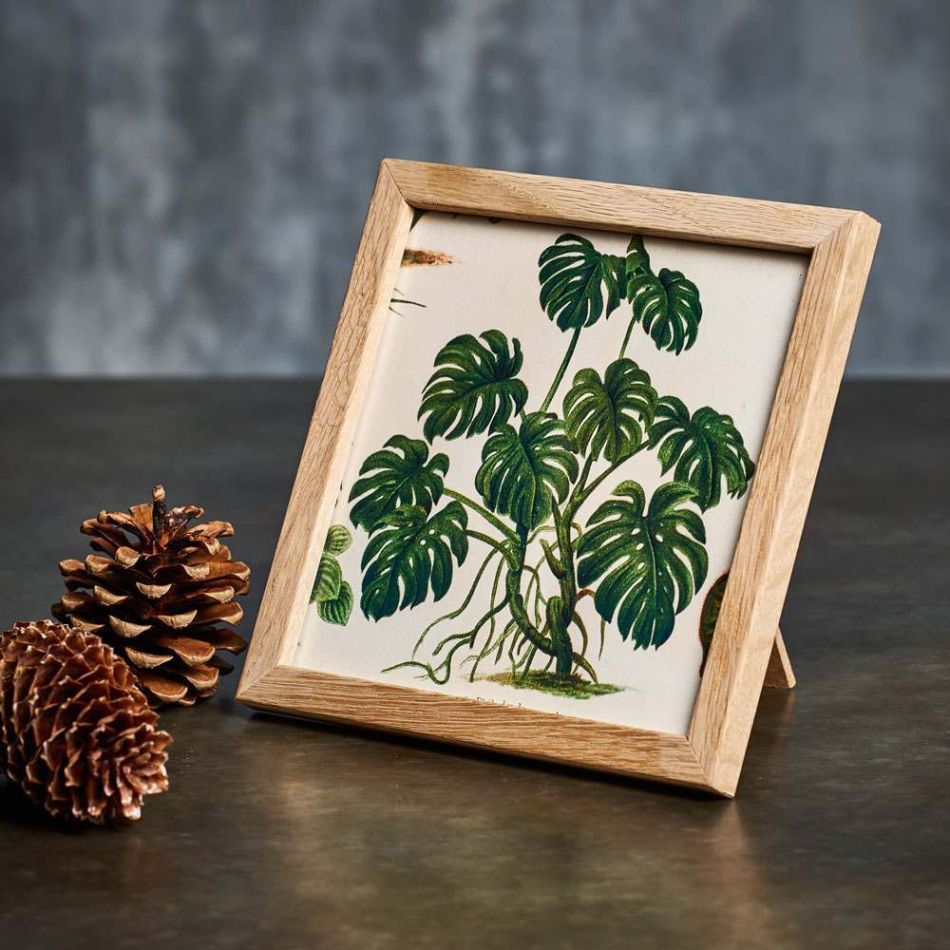 Framed Square Cheese Plant Print