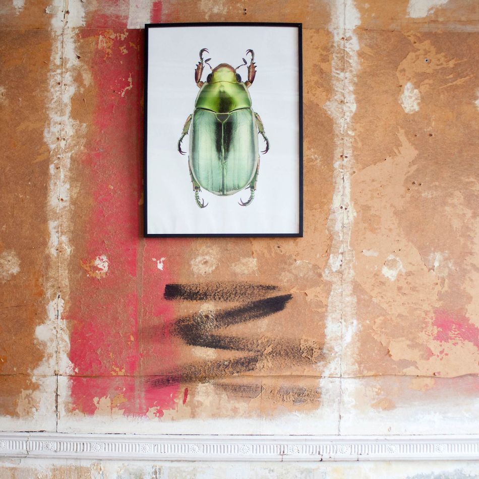 Large Wooden Framed Insect Print - Chrysina Strasseni
