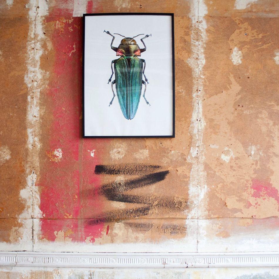 Large Wooden Framed Insect Print - Belionota Prasina