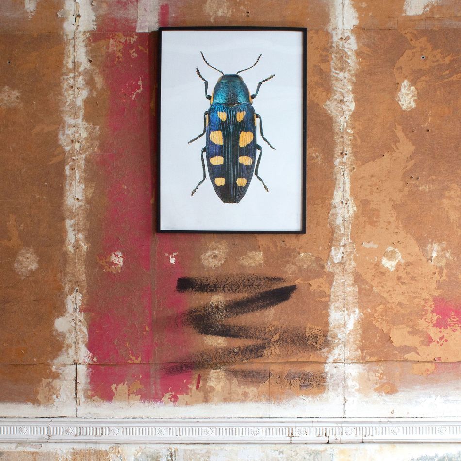 Large Wooden Framed Insect Print - Buprestis Octoguttata