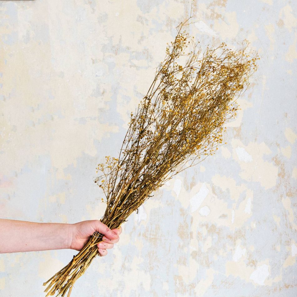 Dried Yellow Baby's-Breath Bunch