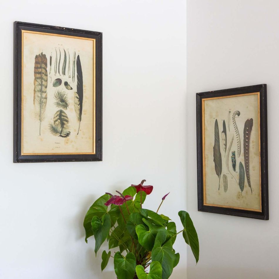 Set of Two Framed Feather Prints