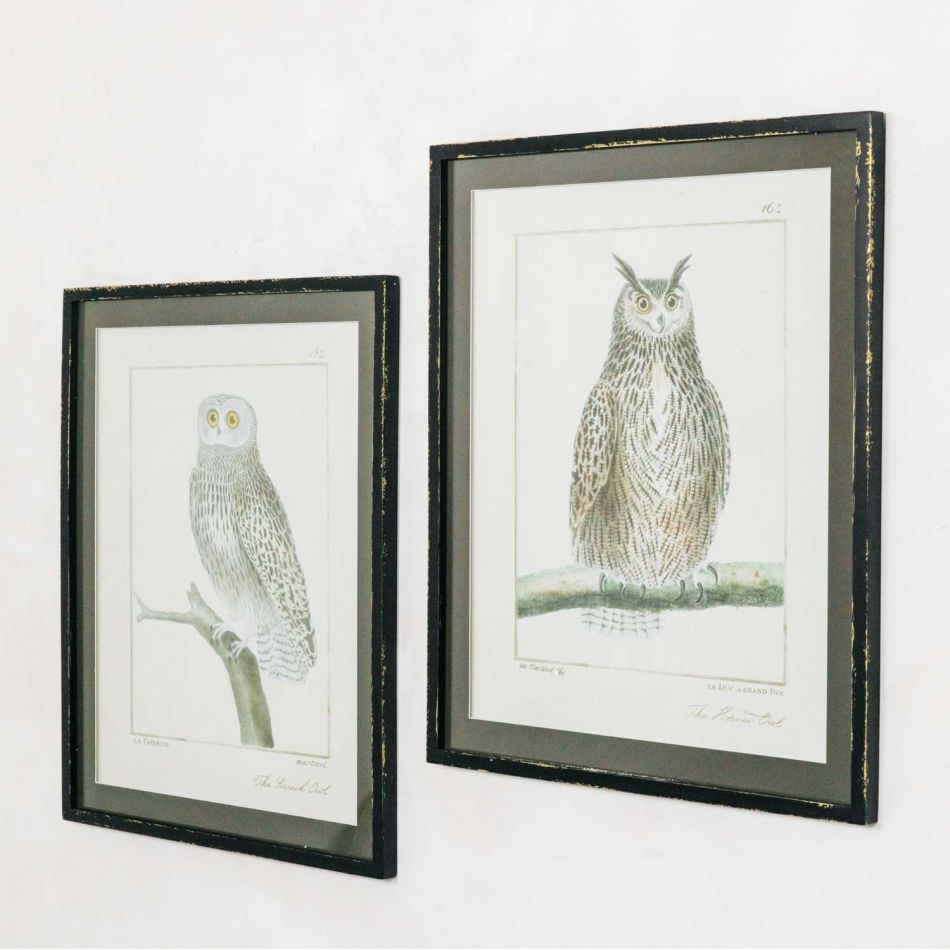 Set of Two Framed Vintage Owl Prints | Graham & Green