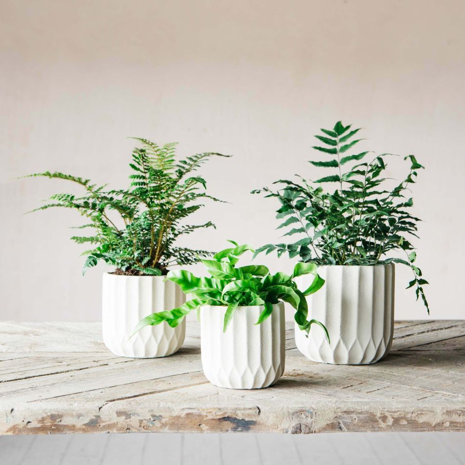 Ivory Ribbed Cement Planters