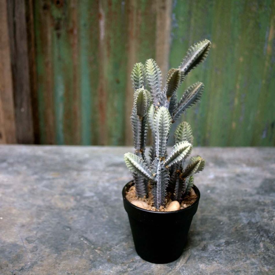 Faux Euphorbia Cactus
