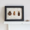 Framed Embroidered Beetle Trio