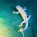 Chameleon Climbing Up Wall Light