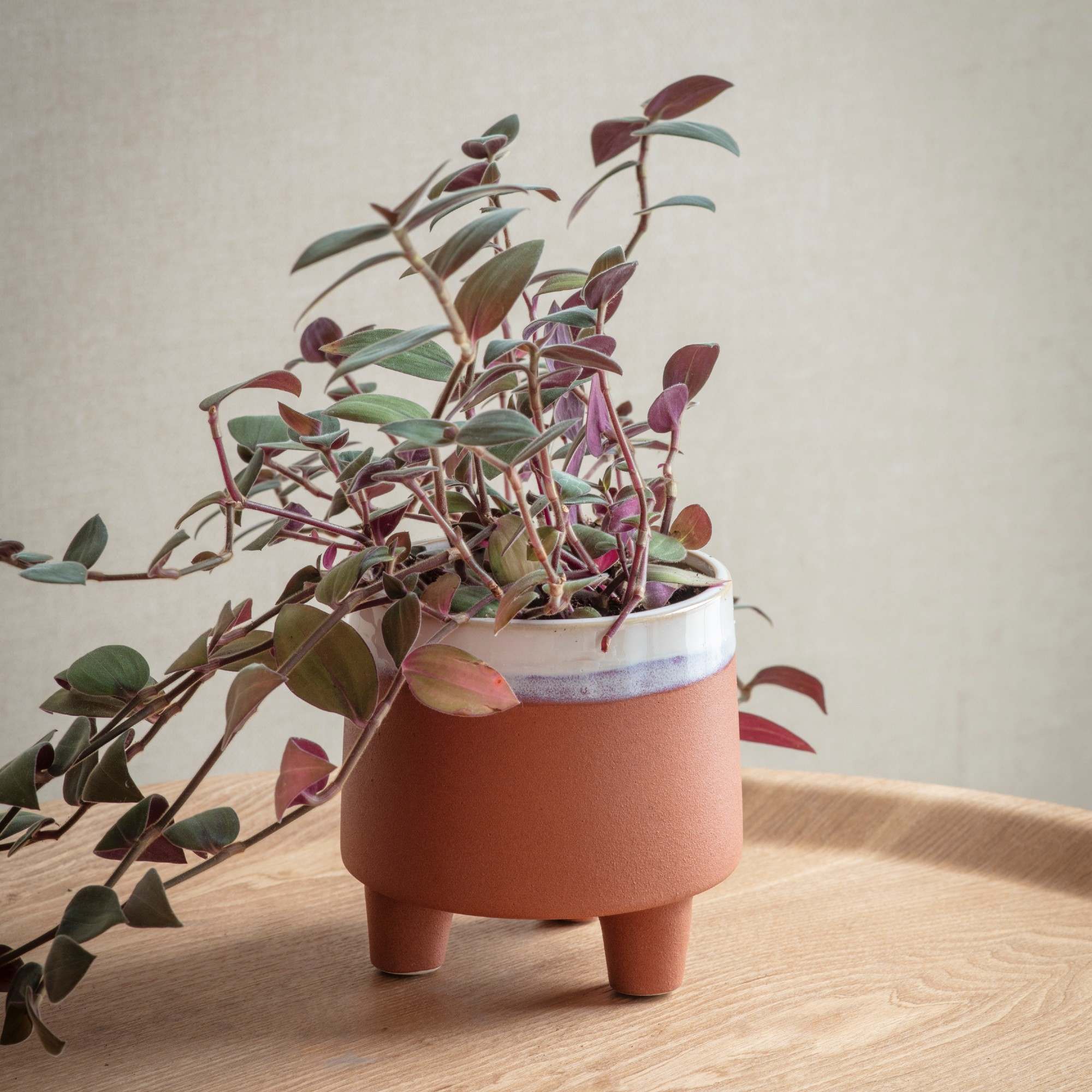 Read more about Graham and green halston small terracotta pot