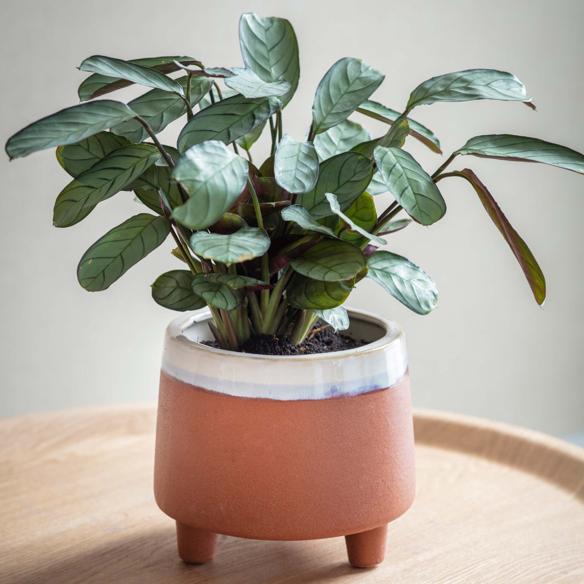 Read more about Graham and green halston large terracotta pot