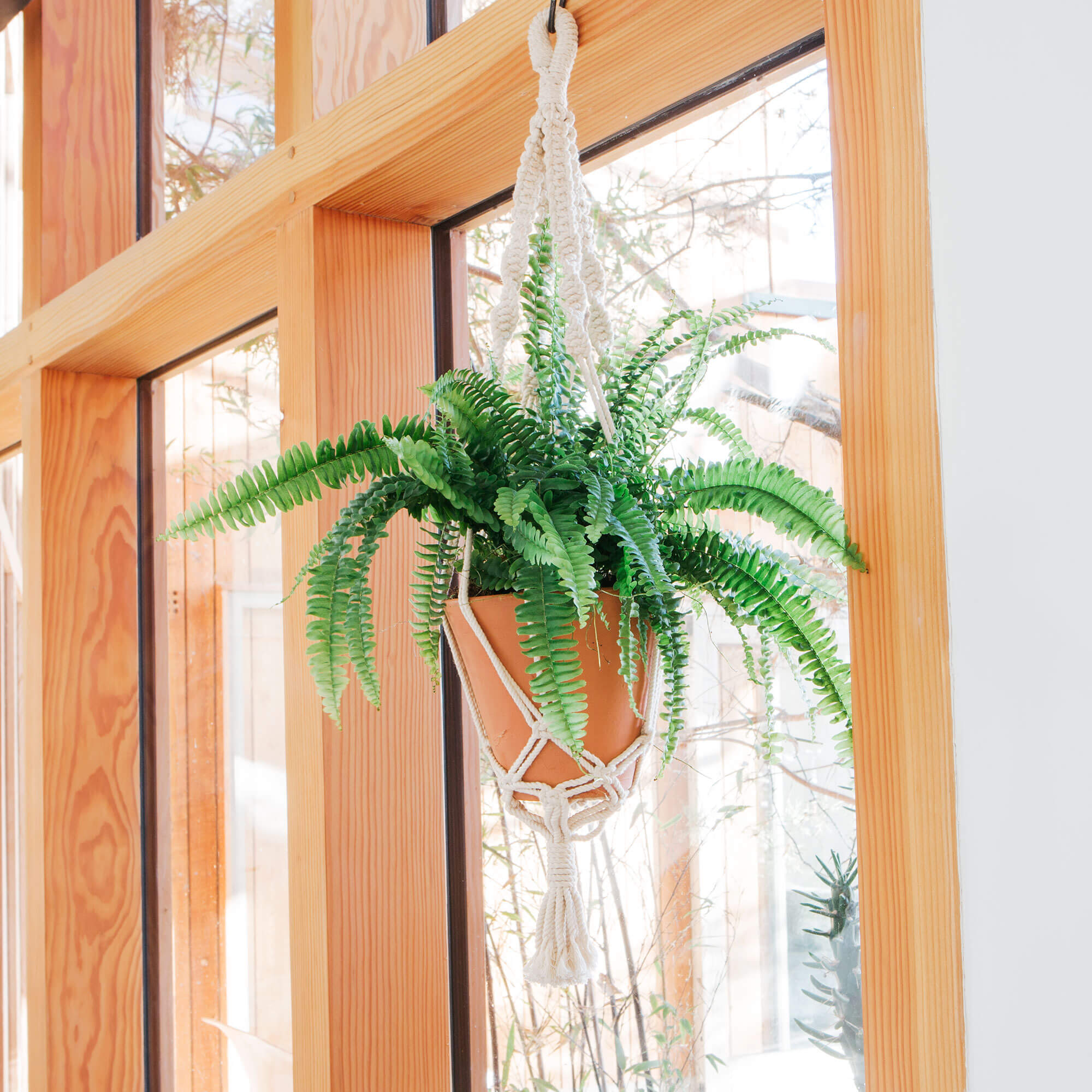 Read more about Graham and green macramé terracotta plant pot