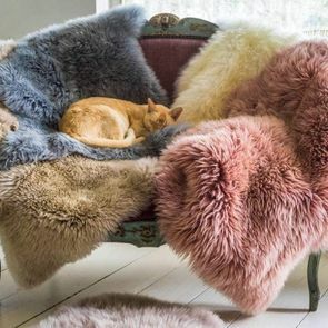 A ginger cat is curled up on a chair, sleeping upon a rainbow of sheepskins.