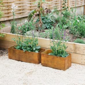 A raised bed full of green leaves with two rusted planters place in front filled with purple flowered plants.